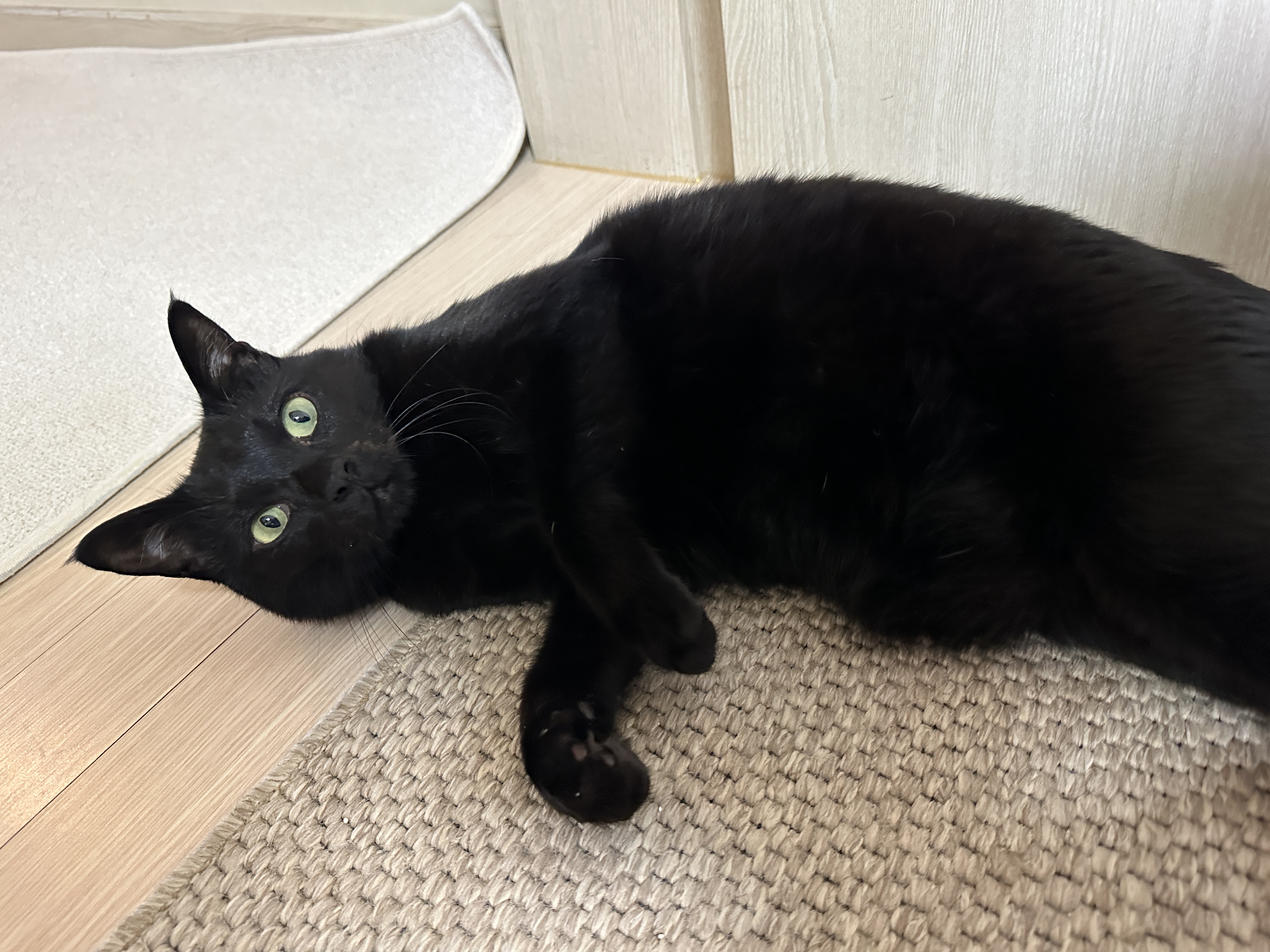 5월의 고양이들 화장실 모래 전체 갈이 (feat. 건이, 루디, 루나)