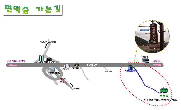 완주 공기마을 편백나무 숲 편백숲