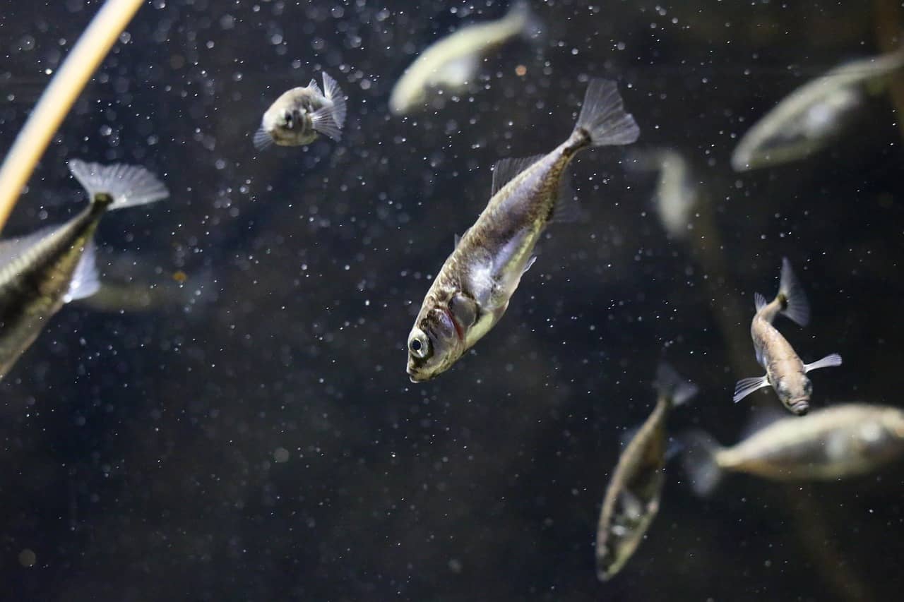 소형어 먹이, 냉동 vs 생먹이 무엇이 더 좋을까요? 영양가 비교부터 보관&middot;해동&middot;오염 방지까지