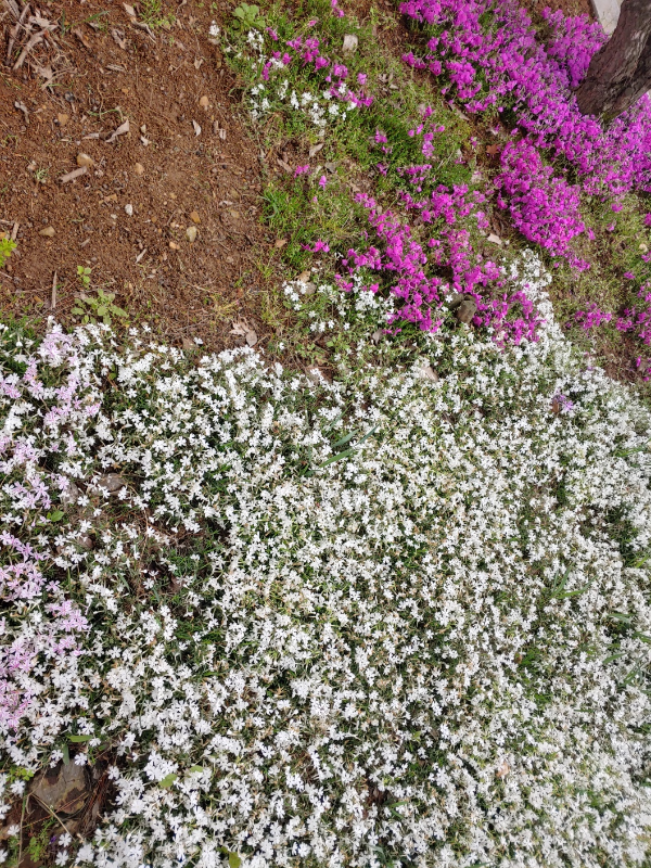 신천동사무소-앞-마당에-핀-이쁜-봄꽃들