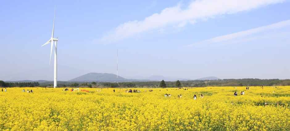 2026. 서귀포 유채꽃 축제 총정리