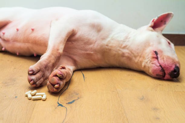 구토 색깔과 상태별 의미