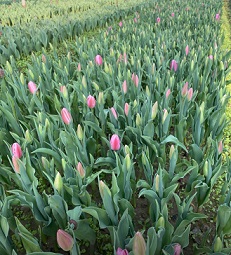 튤립-농장체험