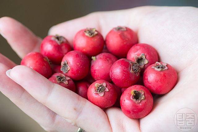 고지혈증 좋은 음식 산사나무열매 고지혈증약 스타틴 효과