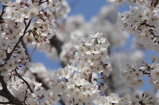 화담숲 예약 11