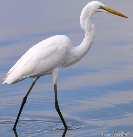철원 두루미 탐조 방법 코스