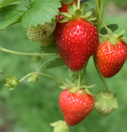 딸기 효능 부작용 칼로리 고르는법