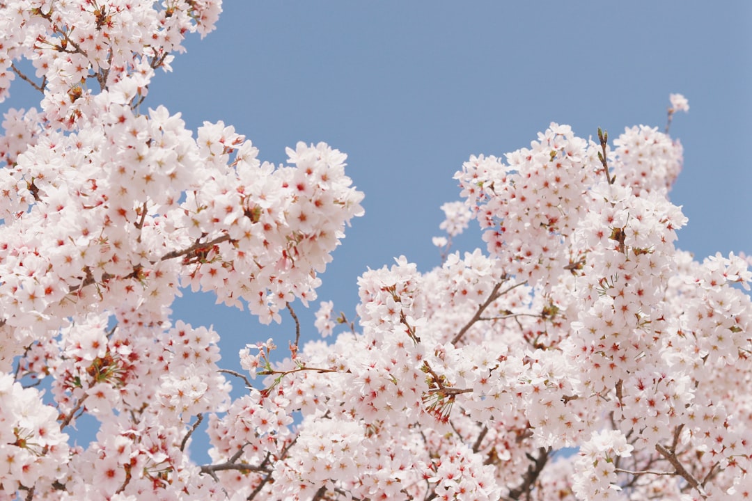 Cherry blossoms.