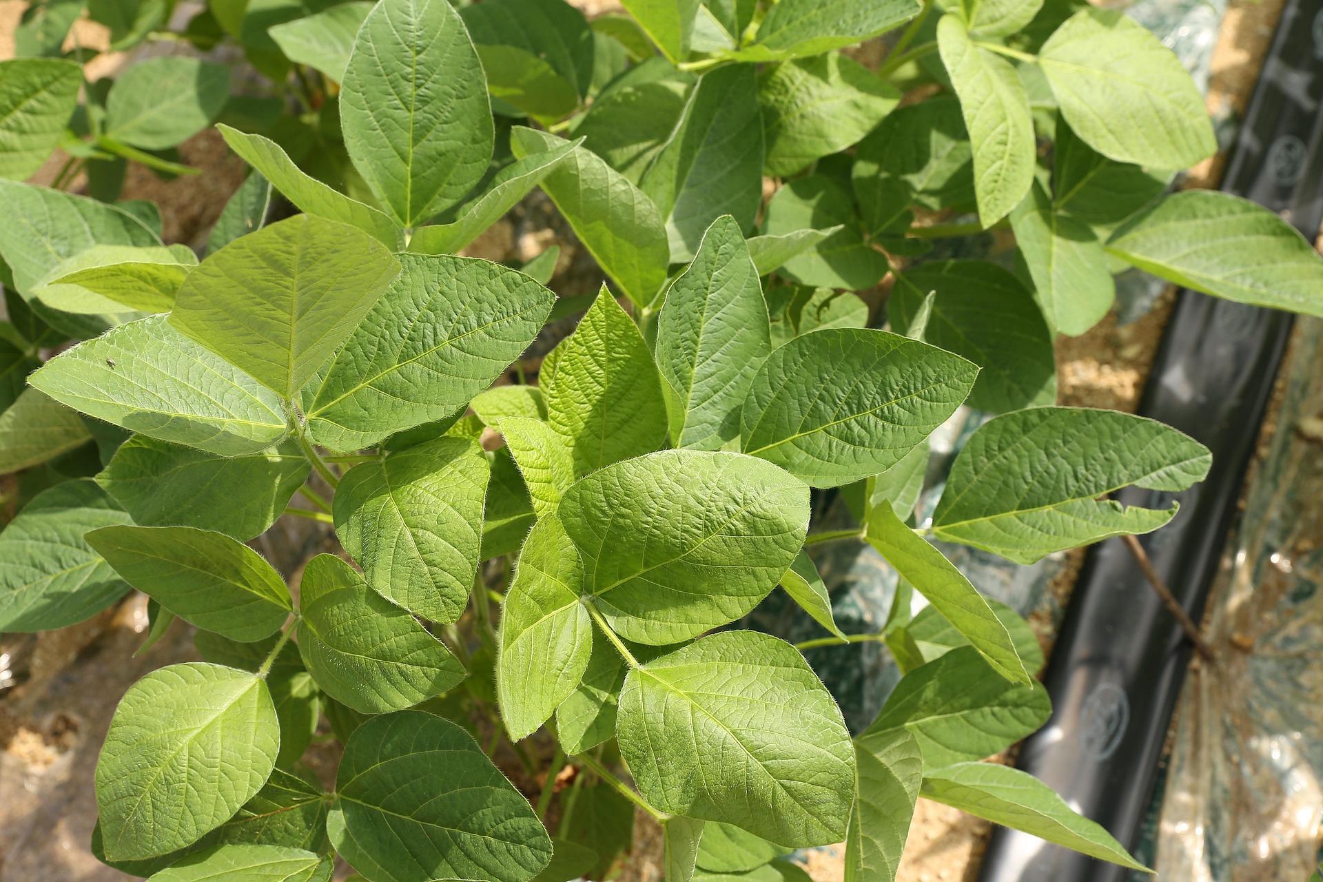 농지연금 수령 방식과 실제 금액은 어떻게 달라지는가