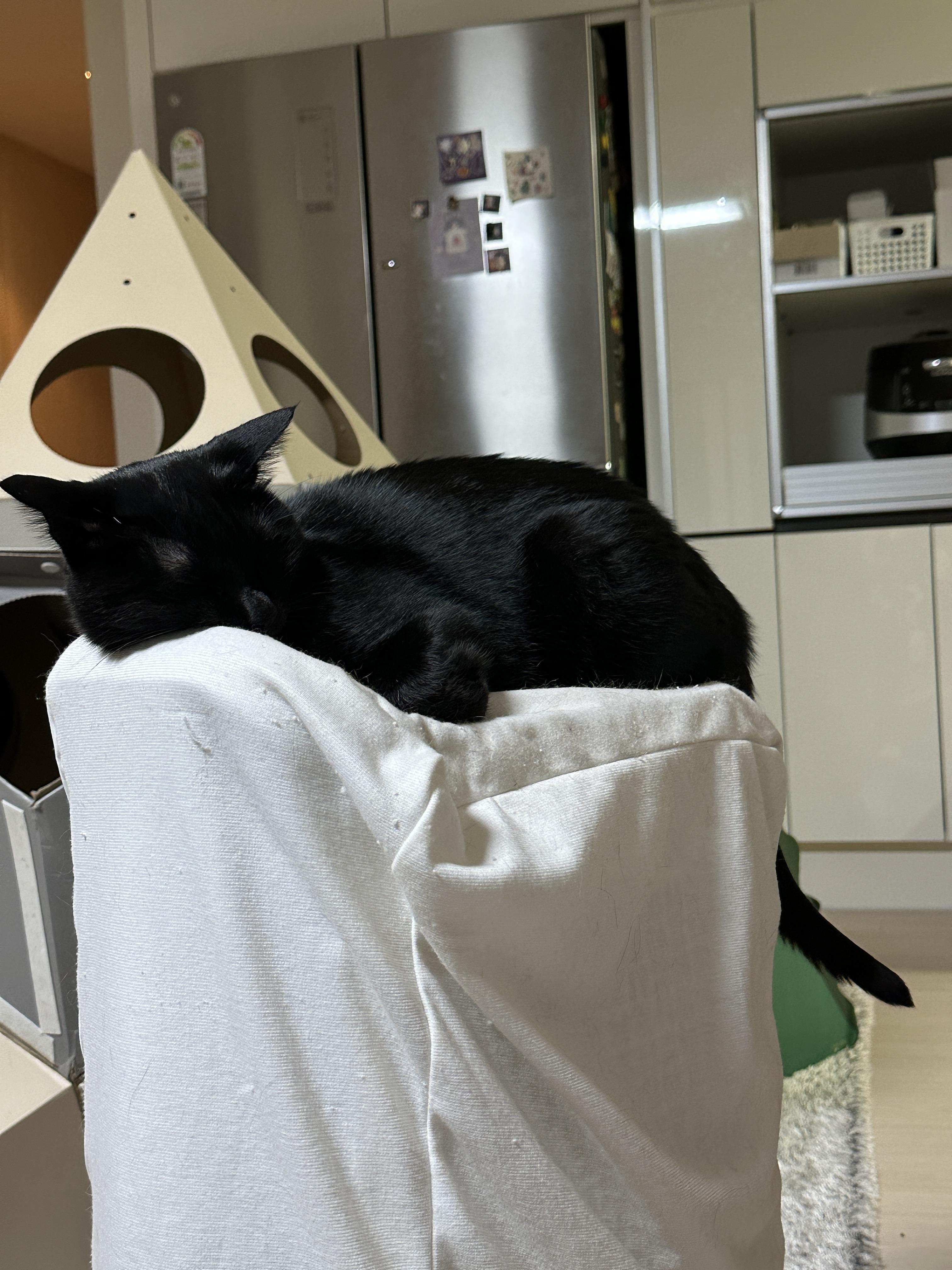 요즘 미모 폭발하는 건이의 최애 장소 (feat. 제습기 위 고양이)