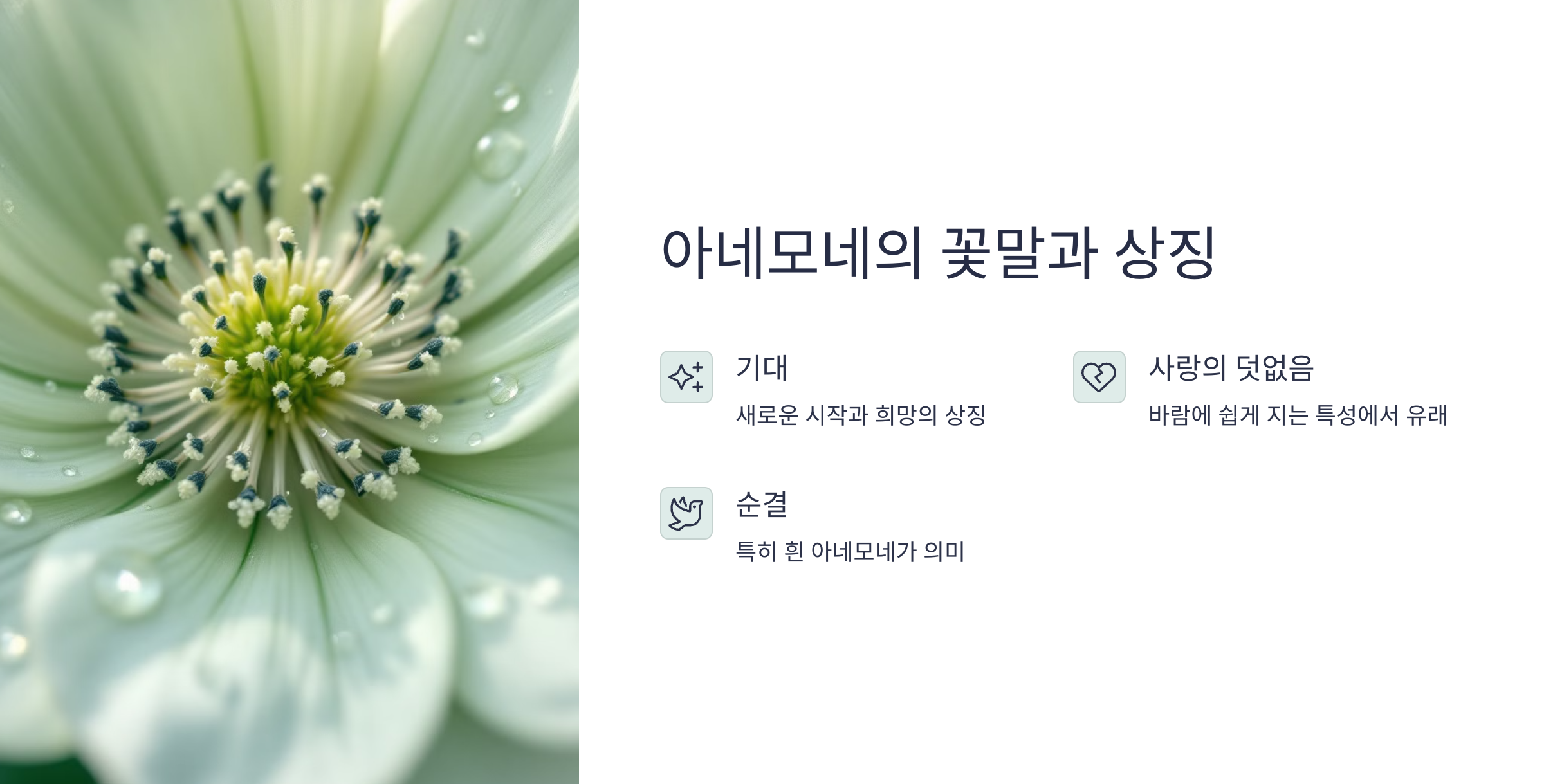아네모네 사진