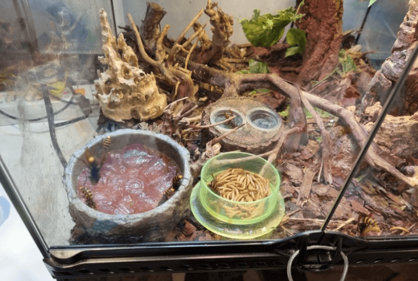 여주곤충박물관