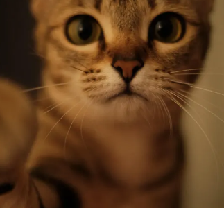 고양이 중성화 수술지원금 신청방법