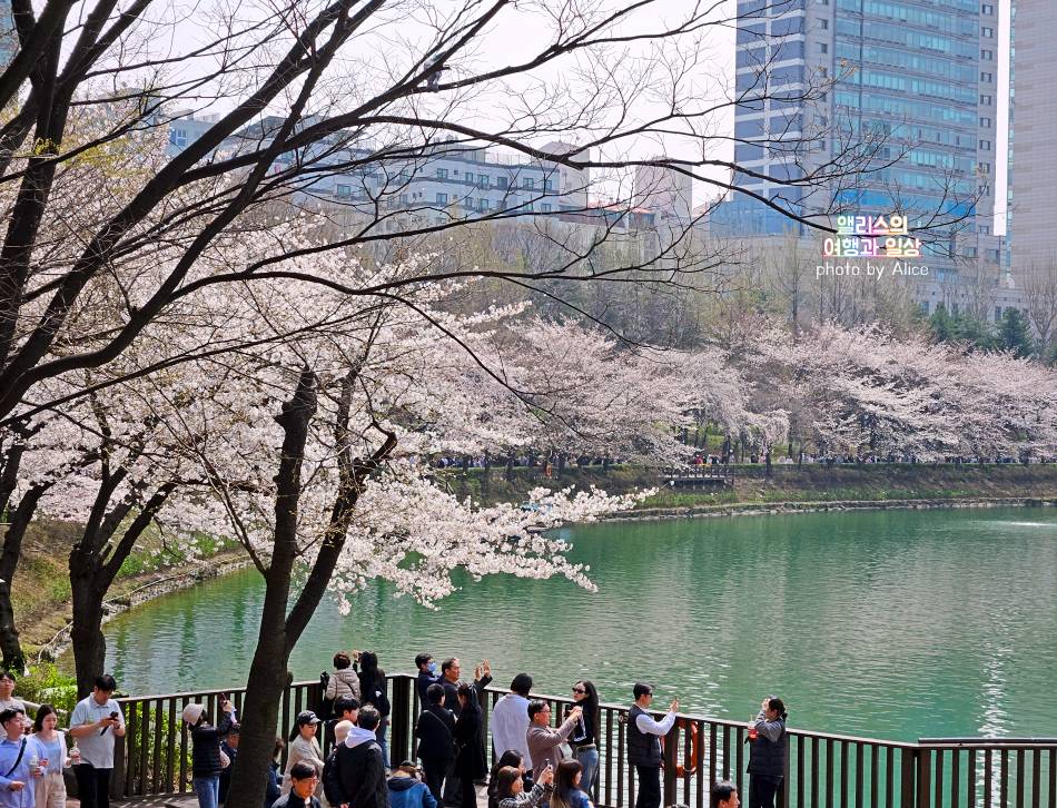 2024년 4월 초 석천호수 벚꽃 상황 + 주변 송리단길 카페 추천 BEST 05