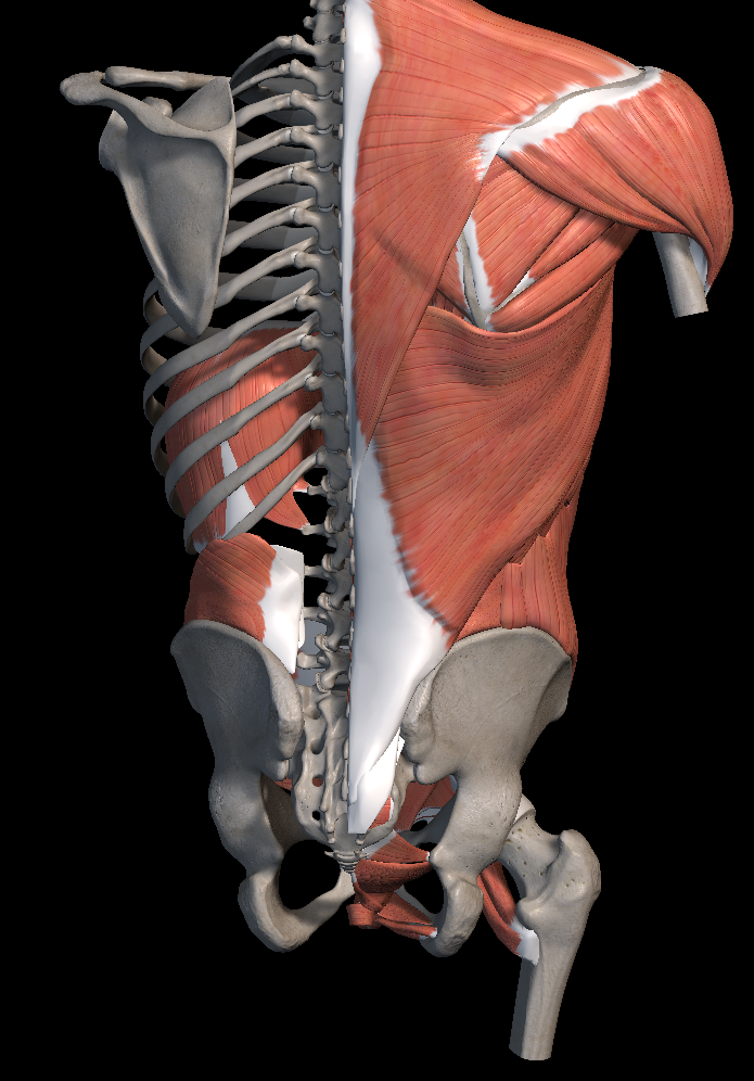 꼬리뼈 통증 원인 치료법 총정리