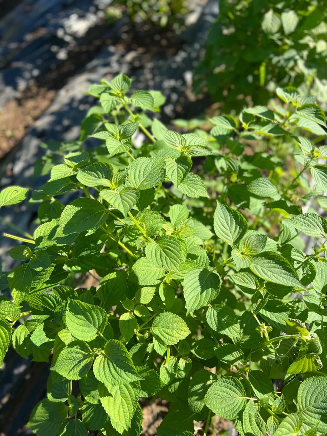 깻잎 