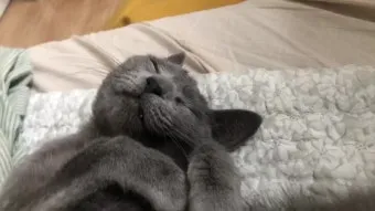 고양이 근육 경련 증상 원인 치료_3