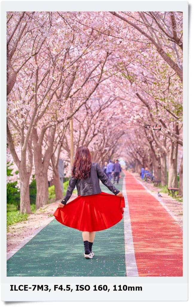 삼락 낙동제방벚꽃길에서 본 부산 봄 벚꽃 풍경