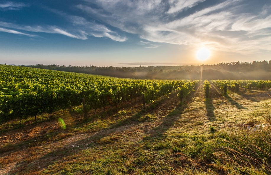 도시 농업과 수직 농장: 도시화된 환경에서 효율적인 식량 생산 방안