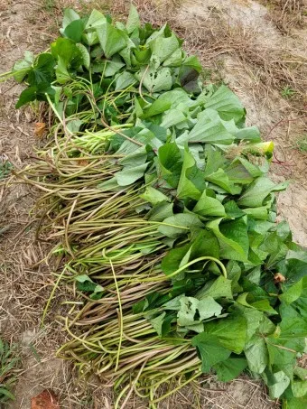 고구마줄기 효능 건강 활용 레시피_11