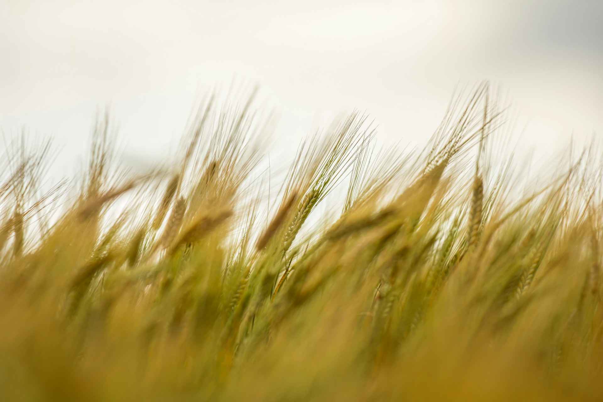 내재해성 재배, 재배 환경, 품종 특성