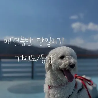 강아지 동반 애견 동반 여행 국내 베스트 10_25