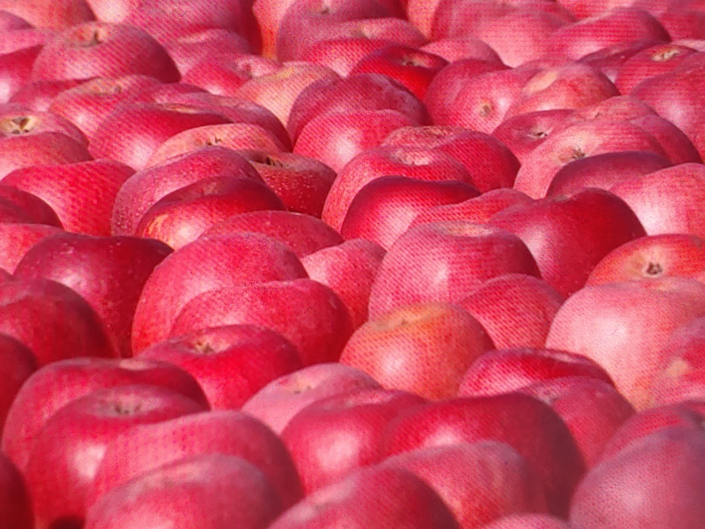 아누카사과 분말 효능