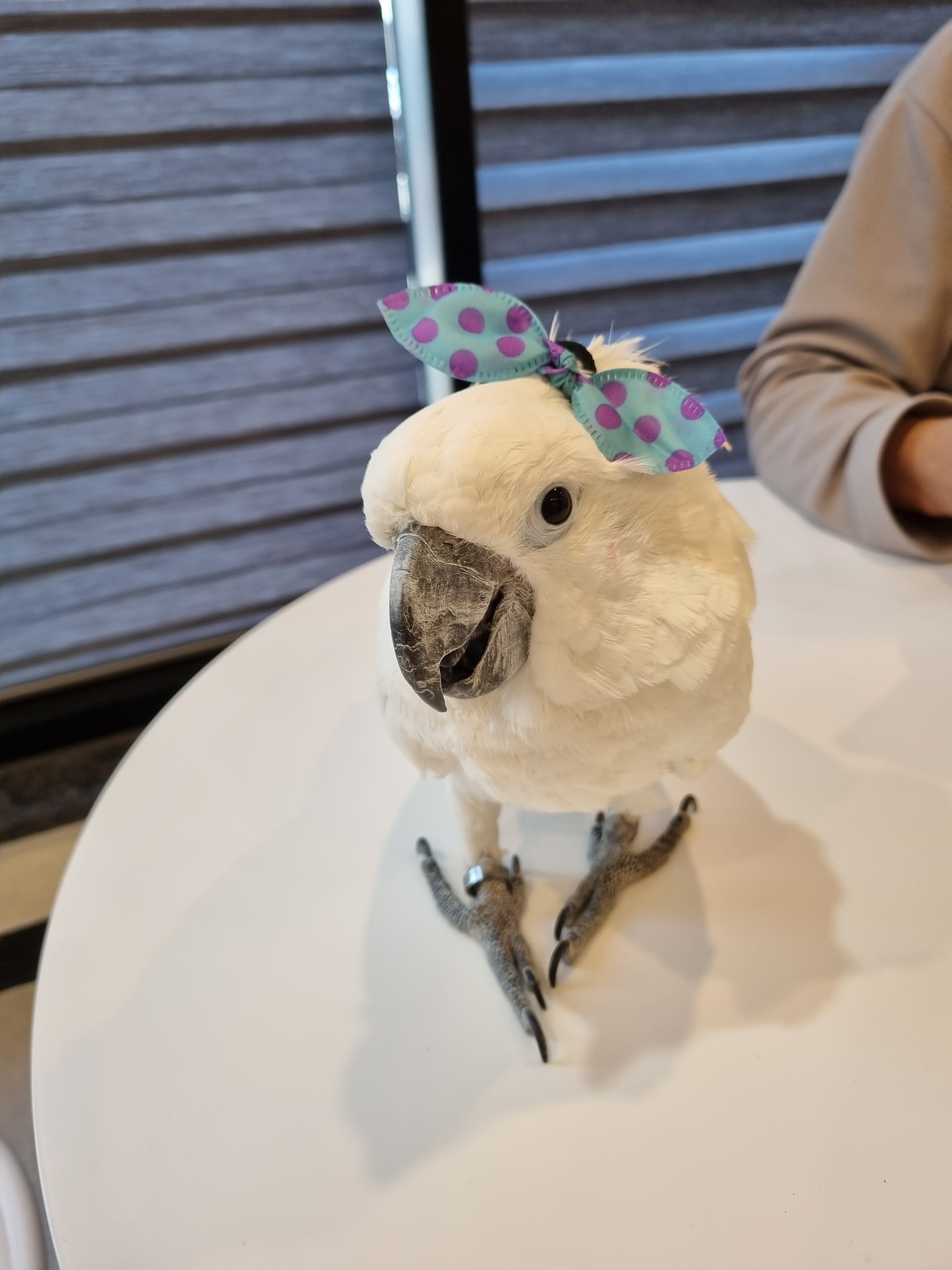 앵무새카페 버드앓이