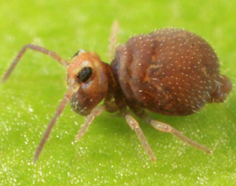 집에서 나오는 집벌레