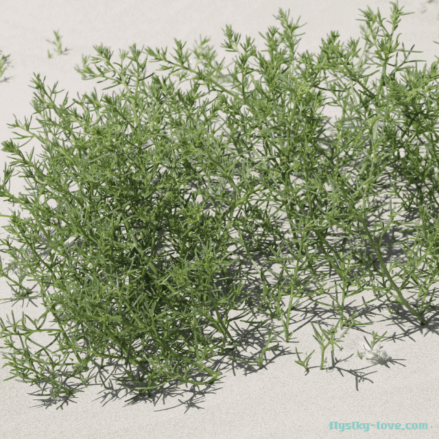 모래땅에서 자라는 수송나물