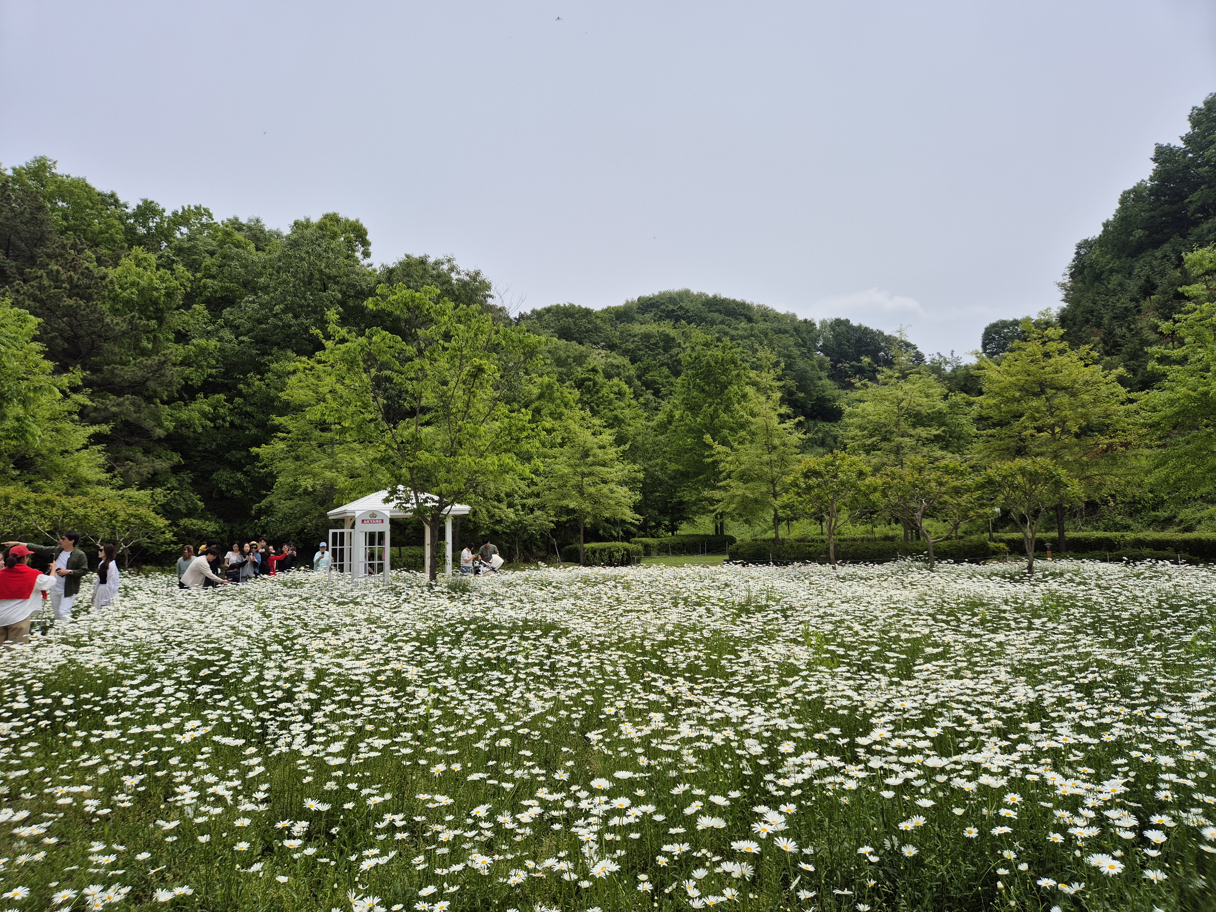 악양생태공원 포토존, 악양생태공원 데이지있는곳
경남아이와가볼만한곳,함안여행