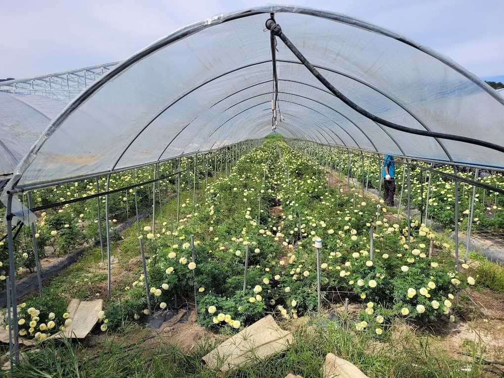 비닐하우스에서 화훼를 재배하는 모습