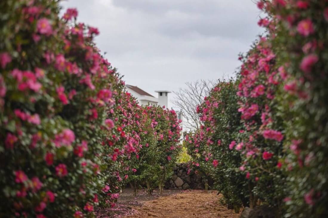 동백꽃 감귤체험 축제