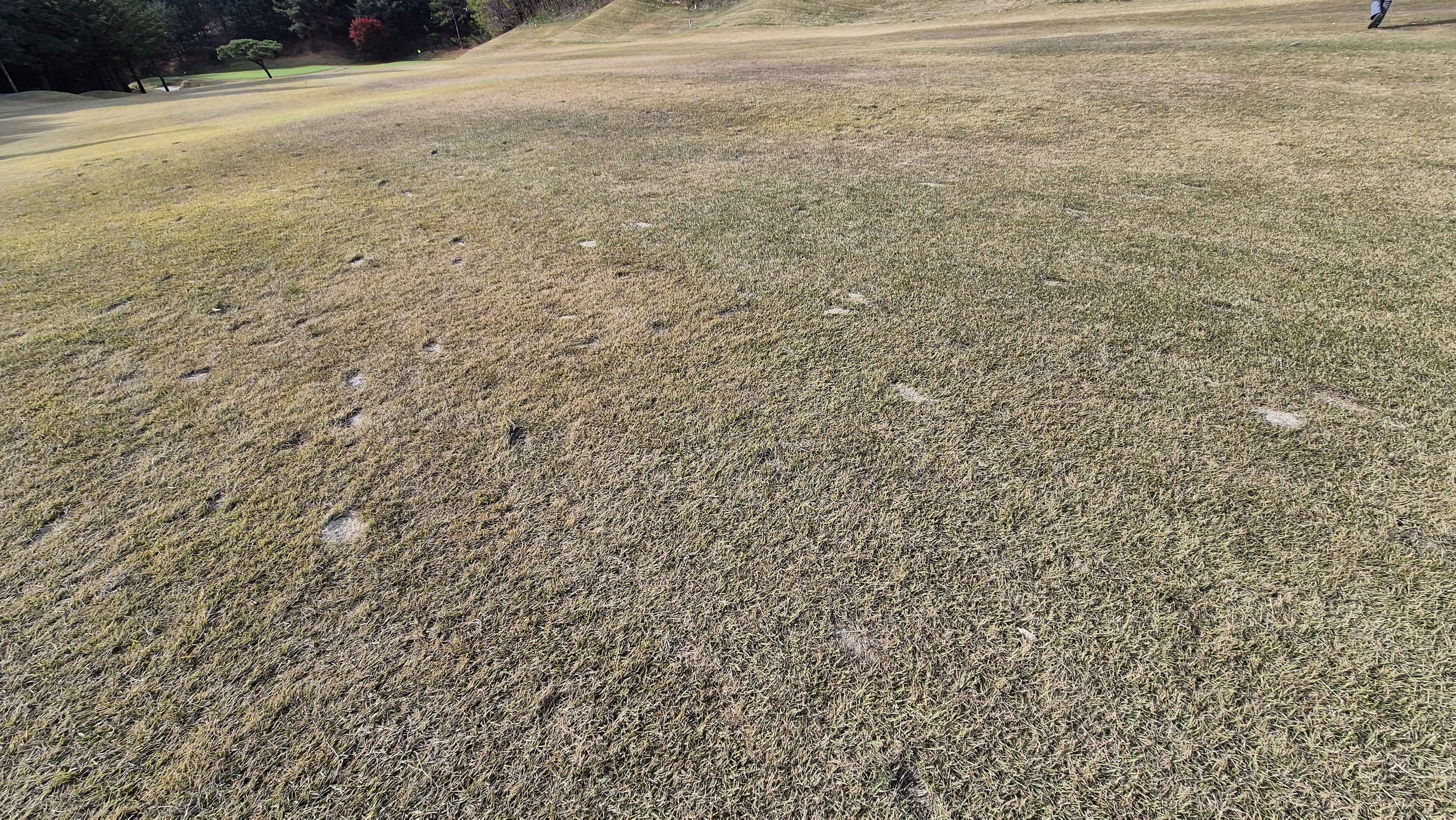 세종에머슨cc 밸리-마운틴 코스관리 상태