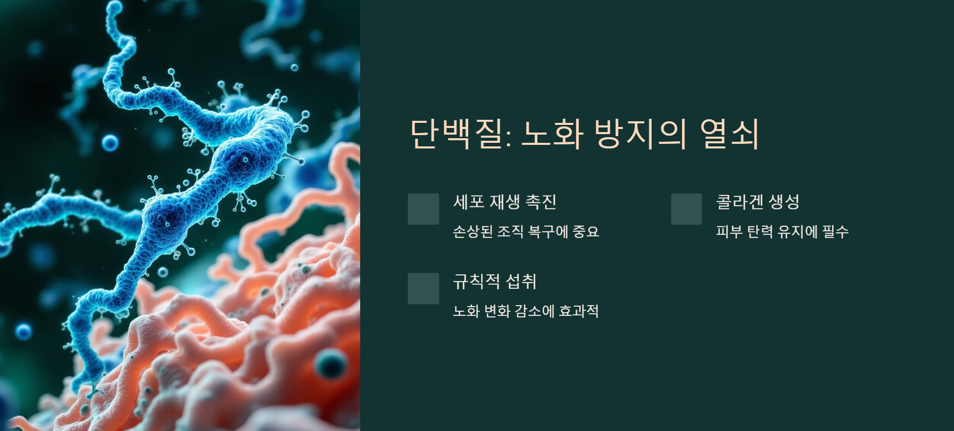 단백질: 노화 방지의 열쇠