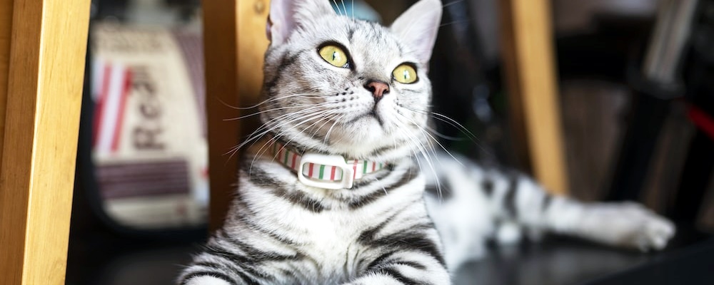 고양이 만지는 법 6