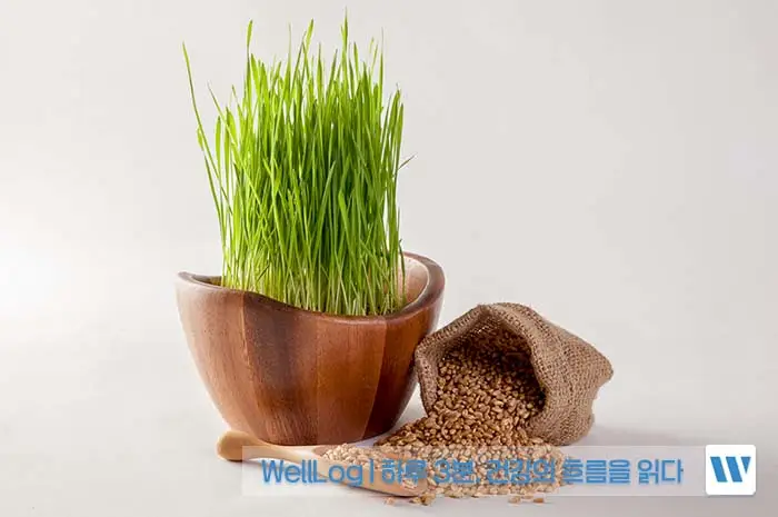 카무트 효소 효능, 먹는법