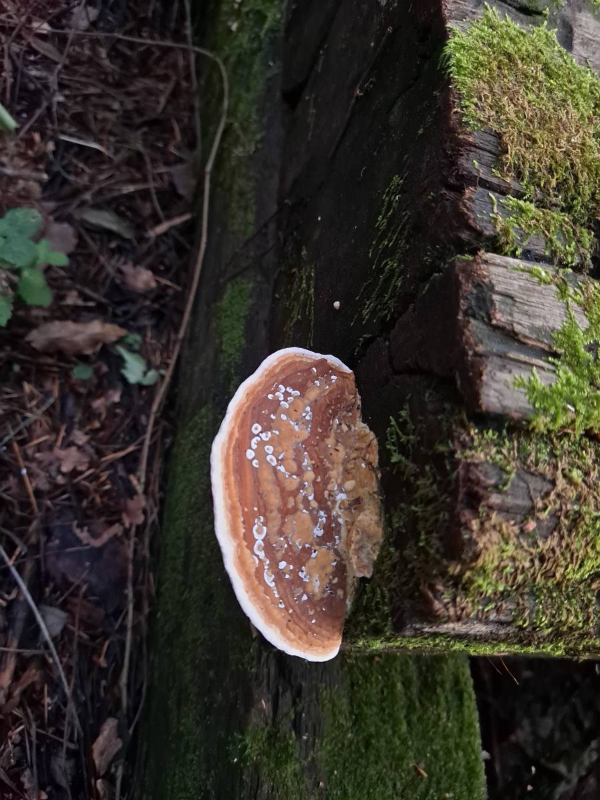 데크길 사이 피어난 버섯