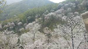 봄 나들이 벚꽃