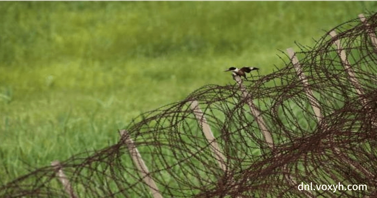 DMZ 내의 잘 보존된 자연 환경중 철쪼망 위에 앉아있는 새