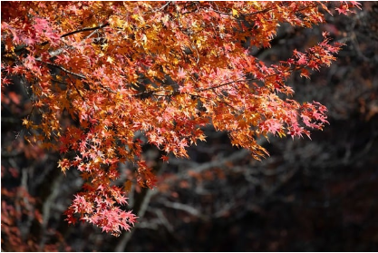 24절기란? 전통 속 지혜와 현대적 의미까지