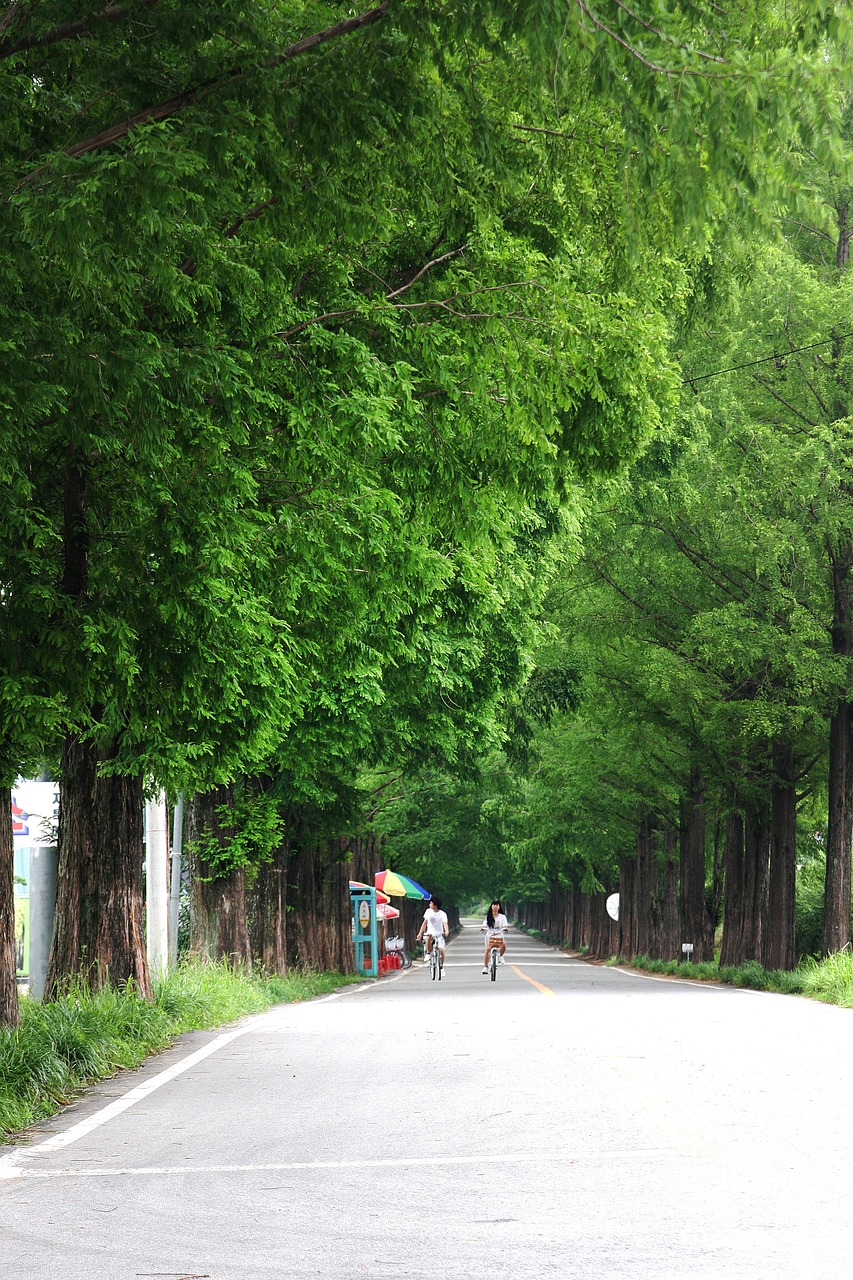도곡 메타세콰이아 로드 페스타