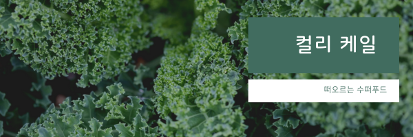 푸르르고 잎의 끝부분이 꼬불꼬불한 컬리 케일 한다발이 신선하게 모여져 있는 모습.