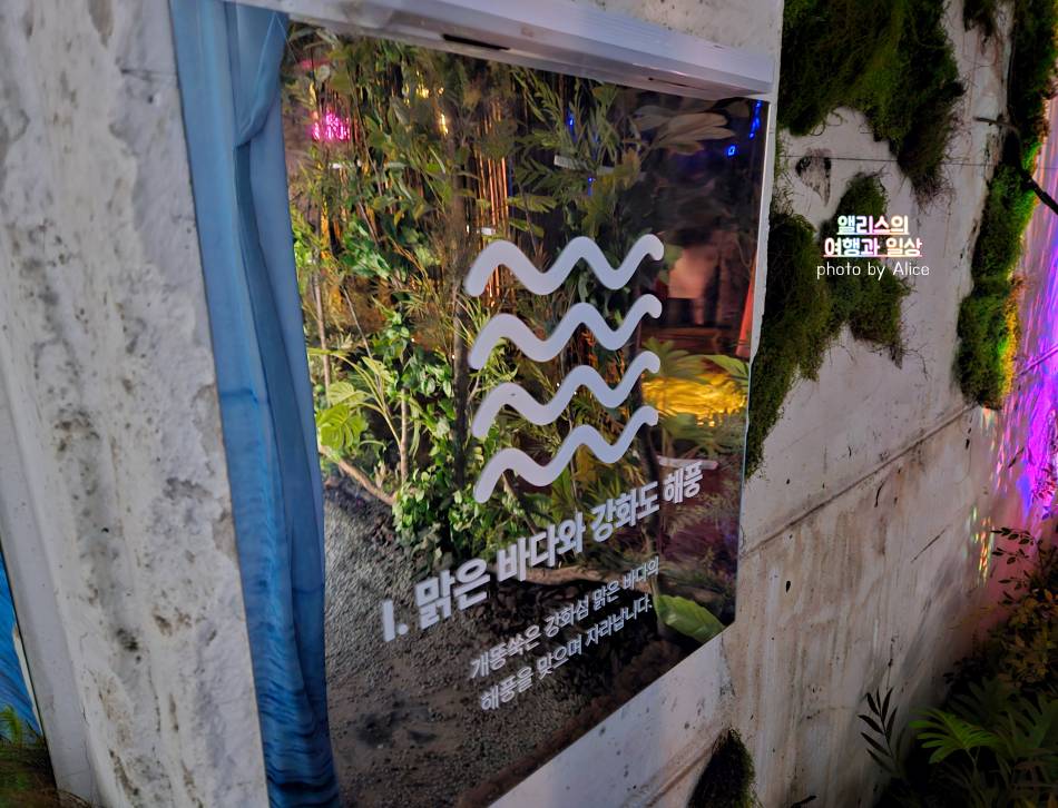 명동 미샤 팝업 스토어 후기 무료 앰플 3종 강화섬 개똥쑥 팝업스토어