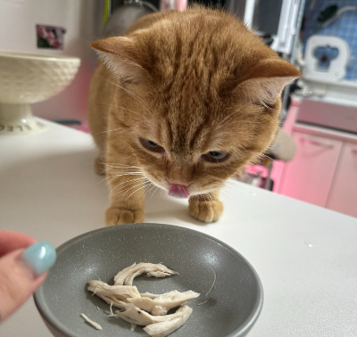 잘게 찢은 삶은 닭가슴살을 작은 그릇에 담아 먹는 치즈 고양이 뽀리, 고양이 닭가슴살 올바른 급여 방법과 주의점을 설명하는 사진