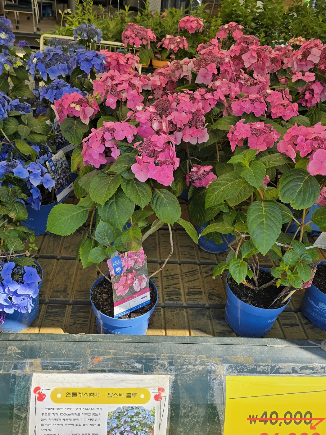 수국,장미,등등 예쁜꽃종류도 많아요