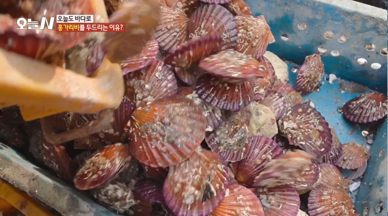 오늘N 오늘도 바다로 홍가리비 양식