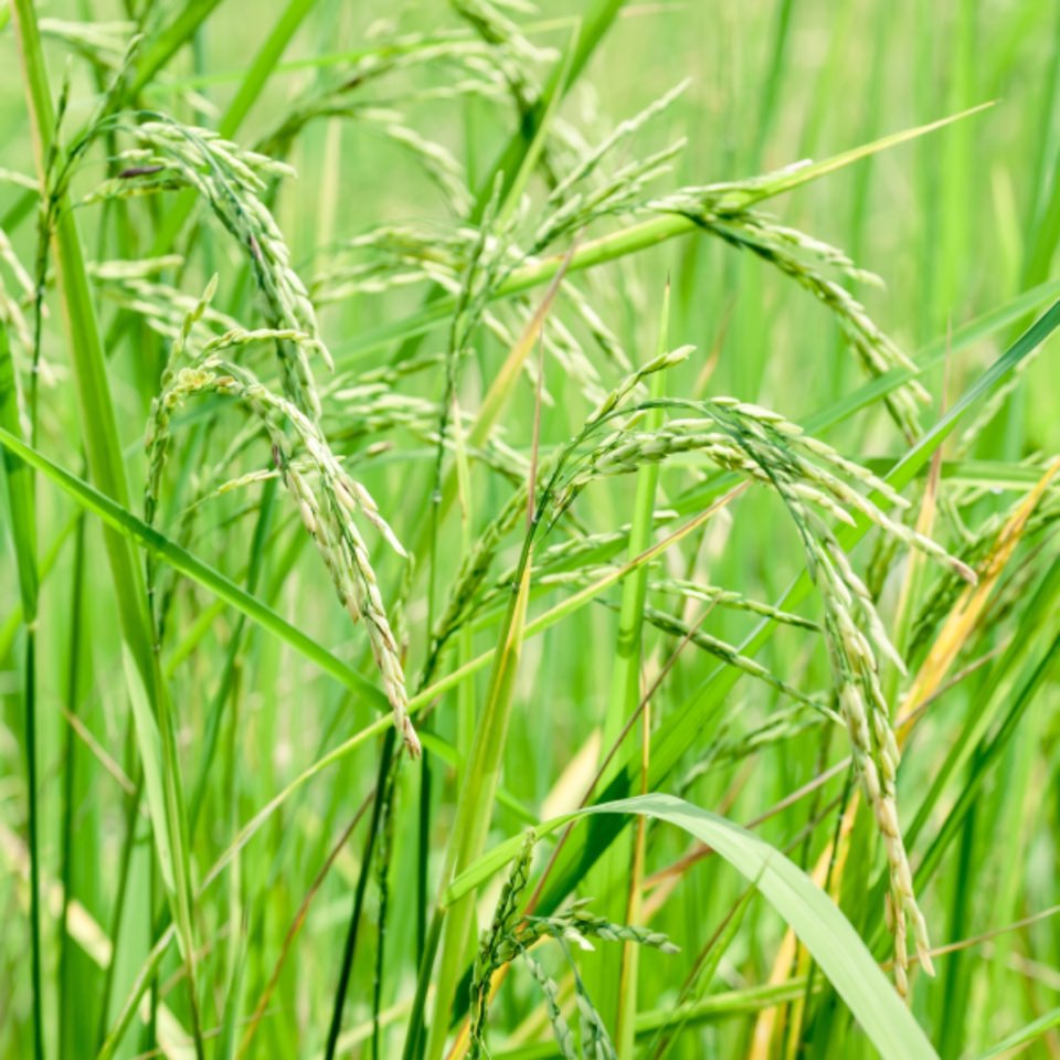 유방암에 좋은 음식