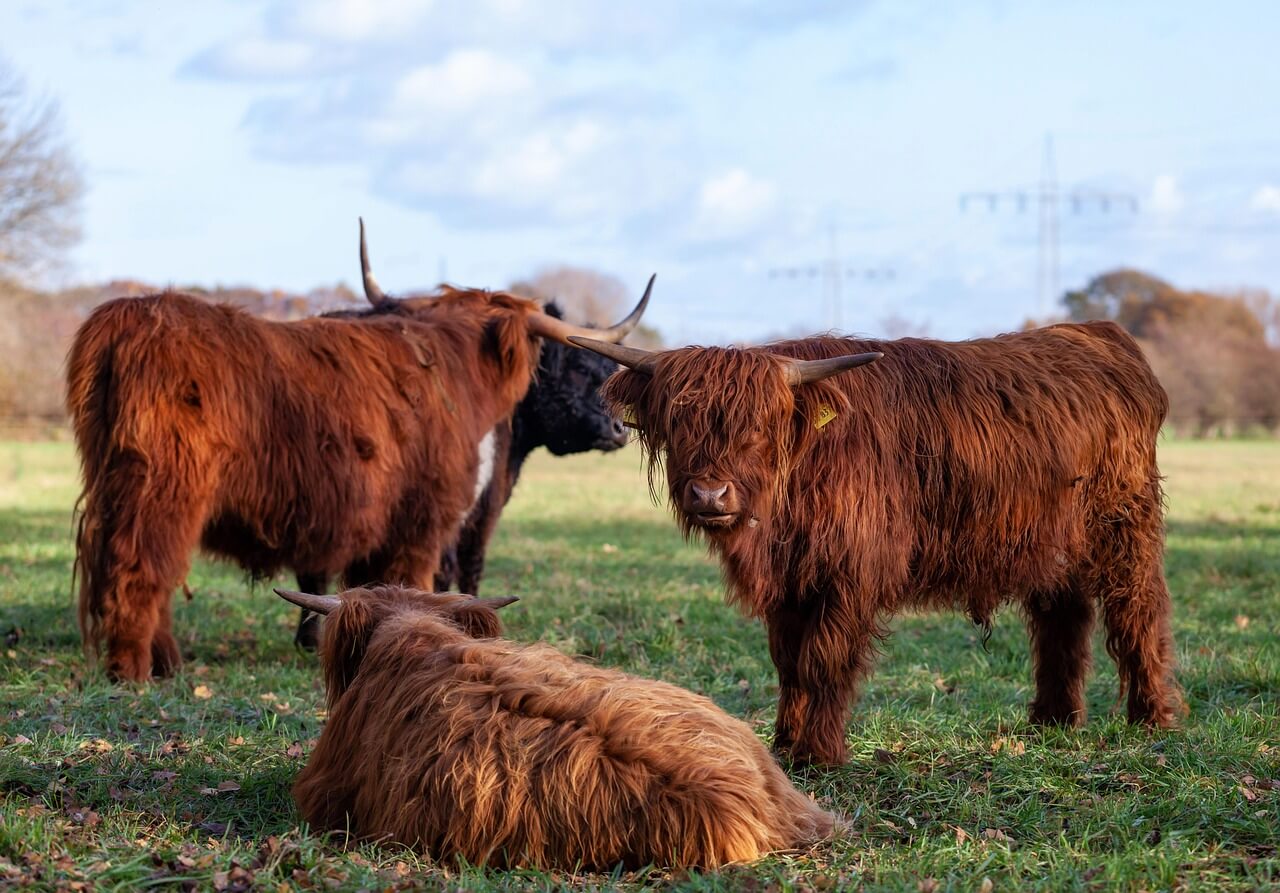 2025년 7월 소띠(丑띠) 운세