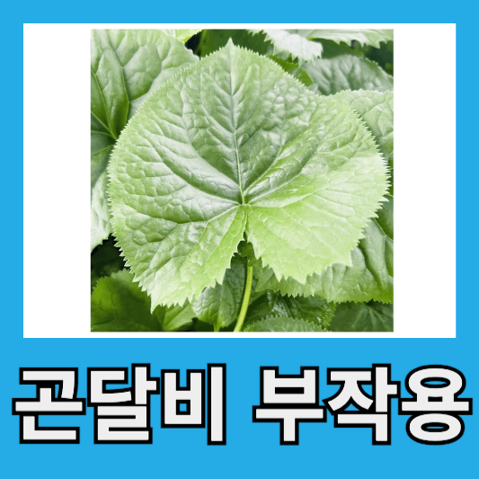곤달비 부작용